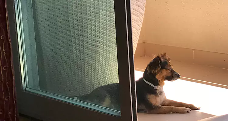 French Door Pet Screen Repair in Sunny Isles Beach, FL